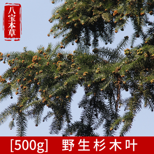 天然野生新鲜中药材现摘杉木枝叶无污染沙木叶沙树刺杉香杉叶包邮