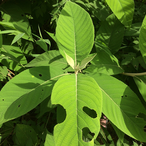 大叶紫珠新鲜500g广西中草药材天然大风叶现摘假大艾赶风柴贼子叶