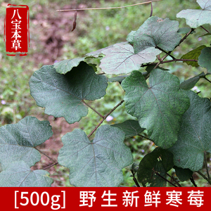 野生寒莓新鲜现采红乌泡刺根乌龙摆尾倒生根过江龙中草药500g包邮