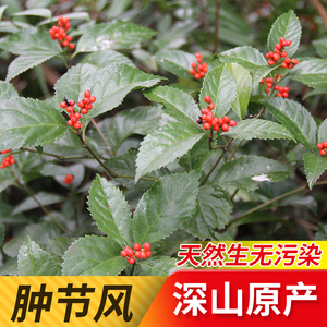 肿节风250g正宗新鲜现采草珊瑚九节风接骨莲九节茶广西深山中药材