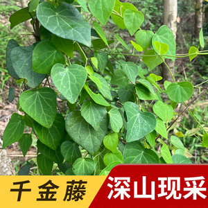 天然深山千金藤新鲜金线吊乌龟500g田鸡草现采粪箕笃飞天雷公草药