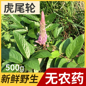 野生虎尾轮新鲜现采500克石参根猫尾射狐狸尾客家煲汤料古钱窗射