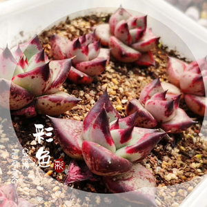 宠物及园艺 园林业 园林植物 仙人掌及多肉植物 乌木红边