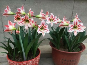 清风园艺庭院花园球根花卉原生朱顶红 四川原生粉土朱顶红