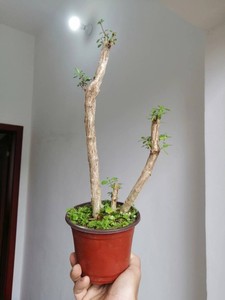 一本多杆六月雪文人式造型盆景素材绿植盆栽阳台花卉