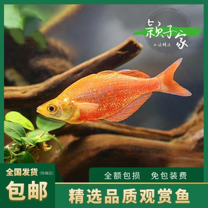 lilisuzhenyuan淘宝澳洲紫线雀海水鱼活体生物观赏鱼吃虫澳洲彩虹龙