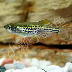 包邮包包装豹纹斑马鱼1.5-2cm10-100条装水族活体鱼热带鱼观赏鱼