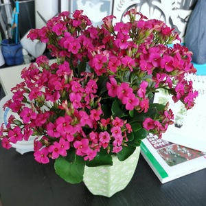 进口长寿花带花苞盆栽阳台花卉办公桌多肉植物皇后系紫色花莱妮家