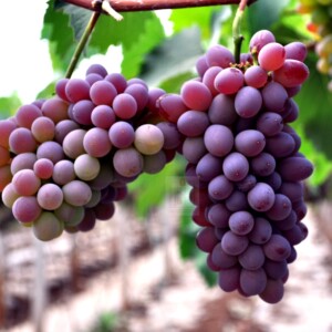 云南茉莉香葡萄