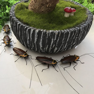 仿真昆虫模型小强蟑螂标本 幼儿识物模型 园林绿植摆件装饰冰箱贴