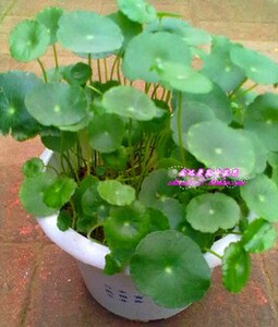 济南金达莱花卉绿植盆栽 铜钱草 净化空气 防辐射 吸甲醛桌面植物