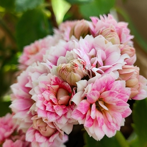 小提莫队长淘宝长寿花风花雪月巴黎四季巴黎宫灯盆栽植物室内盆栽大