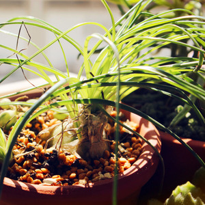 多肉植物 小苍角殿 哨兵花 苍角殿属 桌面趣味绿植 净化空气包邮