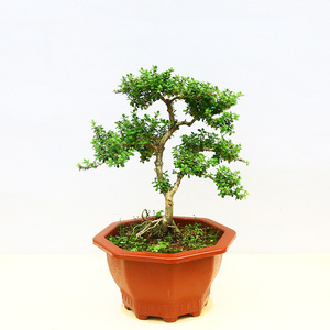 大别山鱼鳞木舒城珍珠黄杨花卉盆景园艺办公室绿植提神促销包邮