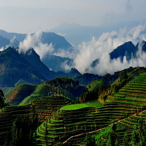 杨梅周墩农家自制茶绿茶周宁高山云雾茶2020新茶农家茶头春茶500g