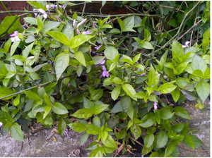 野生紫蓝草 青丝线 广西五色糯米饭 红蓝草  紫色 天然植物染料