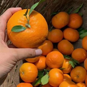 云南大理宾川沃柑新鲜水果当季整箱10斤桔橘子纯甜果园应季包邮