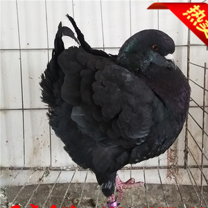 大头大体进口美系圆环元环受精蛋种蛋铜背鸽子孵化包邮2.3摩登那