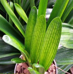 【长春凤林君子兰】高档粗筋大桥母兰当年苗3-4片叶/每棵