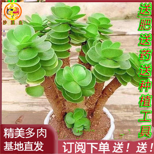 金钱木多肉 钱串 元宝 吸财树 老桩多肉 招财进宝 风水绿植 包邮