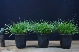 『禾园』极姬天鹅绒菖蒲日本进口嘉兴菖蒲