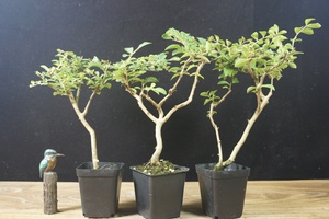 『禾园』日本白花姬紫薇小苗素材小品小型盆景盆栽