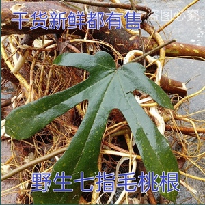 福建天然七指毛桃山狗膳七爪龙七子毛桃七齿毛桃新鲜七指毛桃根