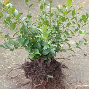 南烛叶树苗正宗大叶乌饭树南烛树种苗老桩四季常青特色花奔绿植