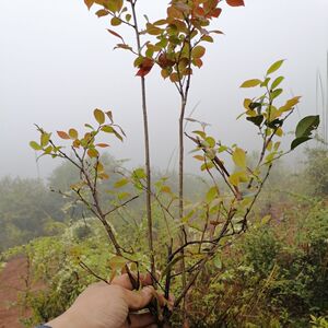 dengzi495456淘宝乌饭叶树苗树桩 乌饭树大苗小苗小桩老桩 南烛树苗