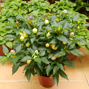 辣椒树盆栽七彩椒可食用五彩椒泡椒阳台庭院绿植花卉好养