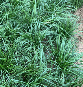 矮麦冬草庭院绿化正宗玉龙草小型矮生四季青植物长叶园林沿阶路边