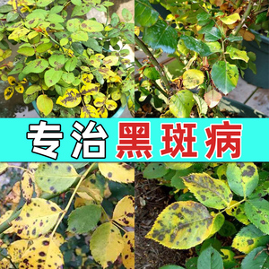 月季黑斑病专用药蔷薇玫瑰兰花植物黄叶白粉多菌菌灵杀菌剂常用药