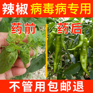 辣椒病毒病专用药卷叶病花叶黄叶病辣椒病全治农药杀菌剂病毒克星