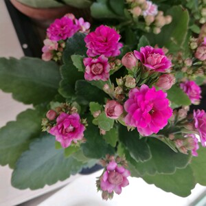 长寿花 紫色重瓣 丽娜 顶芽 枝条 购满18元才发货