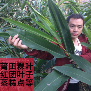 新鲜现采莆田红团粿叶福州蒸年糕叶子大片浓香250克拍2包邮有多送