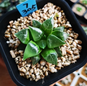 萌肉十二卷干养小叶木叶克里克特寿纹路清晰透窗一物一拍多肉植物