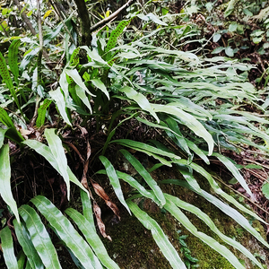 七星剑旋鸡尾江南星蕨七星阙中草药材新鲜瓦苇大叶骨牌草现摘现发