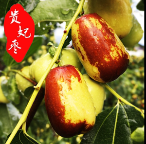 罗江贵妃枣个大均匀果肉脆甜甜味新鲜枣德阳特产