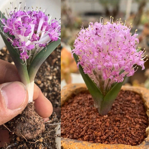 微型植物 侏儒立金花 喜阳球茎绿植 球根多肉植物 会开花有香味
