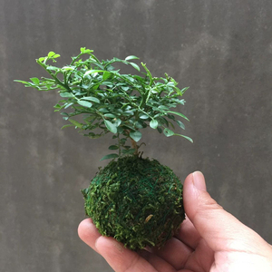 苔藓球苔玉文竹厥类小叶达摩九里香喜阴室内办公桌好养植物山野草