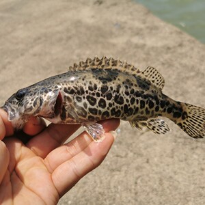 包邮斑鳜观赏鱼斑鳜鱼活体斑鳜鱼苗桂鱼老虎鳜圆桶鳜原生鱼淡水鱼