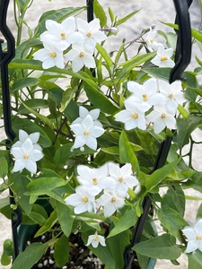 白花悬星藤素馨攀援爬藤植物庭院阳台花墙耐热耐寒多年生四季常绿