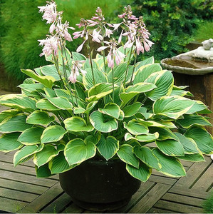 金边玉簪盆栽耐阴花卉花叶蓝鼠耳玉簪花绿植好养耐热耐荫阳台庭院