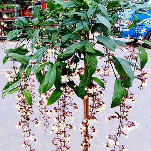 泰国进口植物垂枝茉莉白玉蝴蝶垂吊茉莉阳台庭院开花盆栽木本耐荫