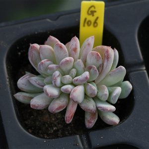 秋之霜缀化 一物一拍 景天科多肉植物 早安日光 满58包邮