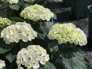 【方树坞】绣球花苗 白色爆米花 5盆包邮