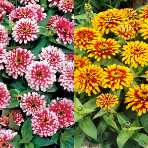 百日草种苗四季种开花冬天花种子百日菊种子阳台庭院室内易种