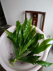 皇冠水草