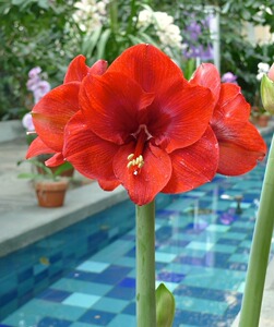 现货 【圣诞快乐】南非朱顶红【童话花坊】买五送一