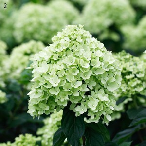 圆锥木本香草草莓石灰灯夏美人草莓冰沙耐寒耐热庭院地载栎叶绣球